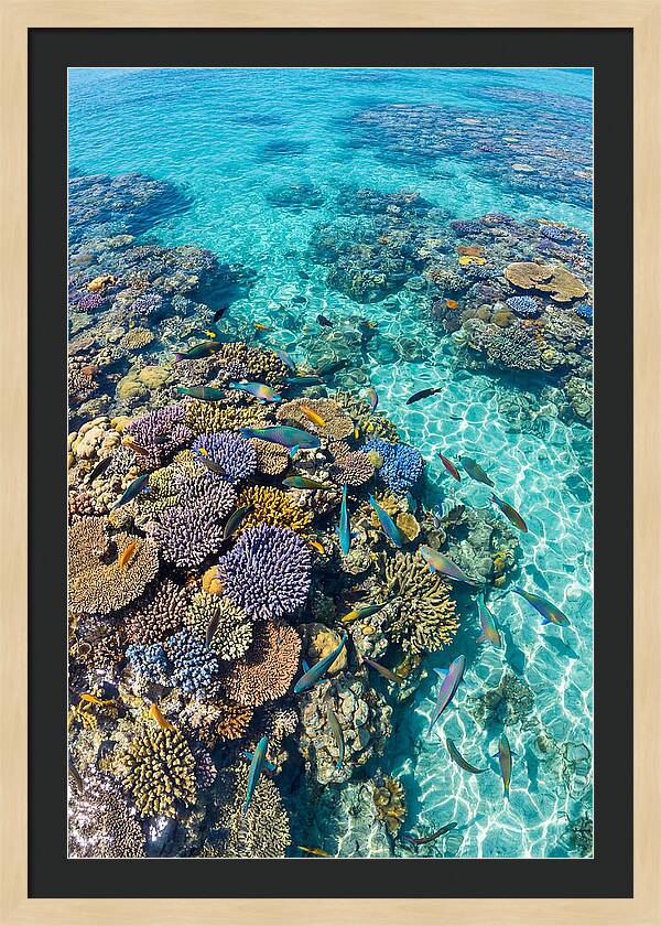 Coral Reef Underwater Paradise