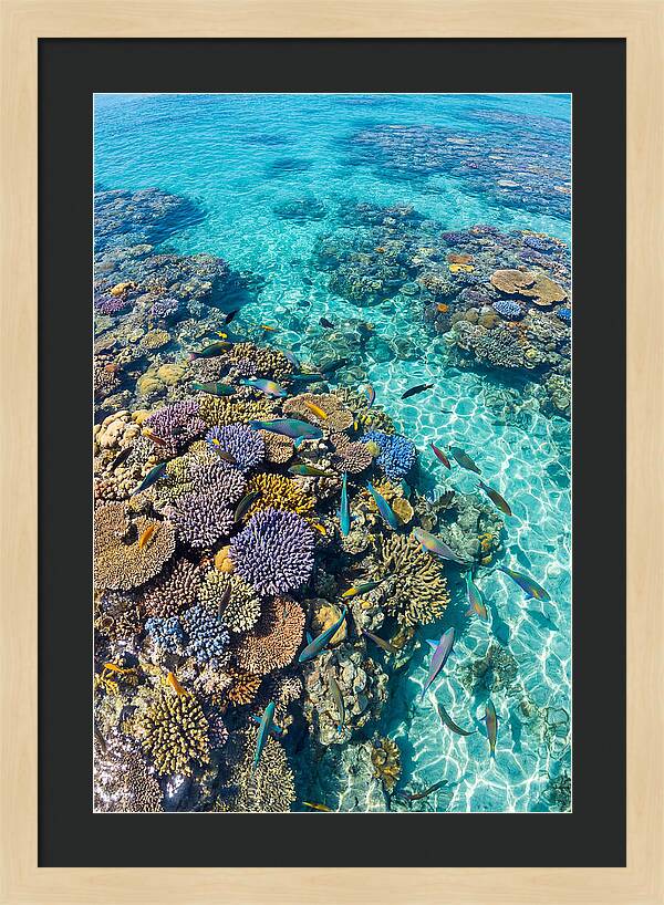 Coral Reef Underwater Paradise