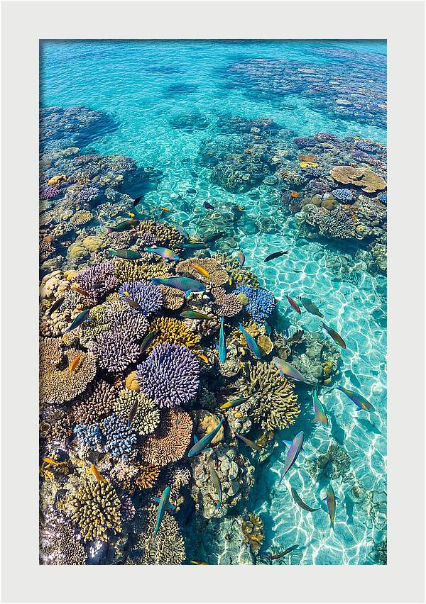 Coral Reef Underwater Paradise