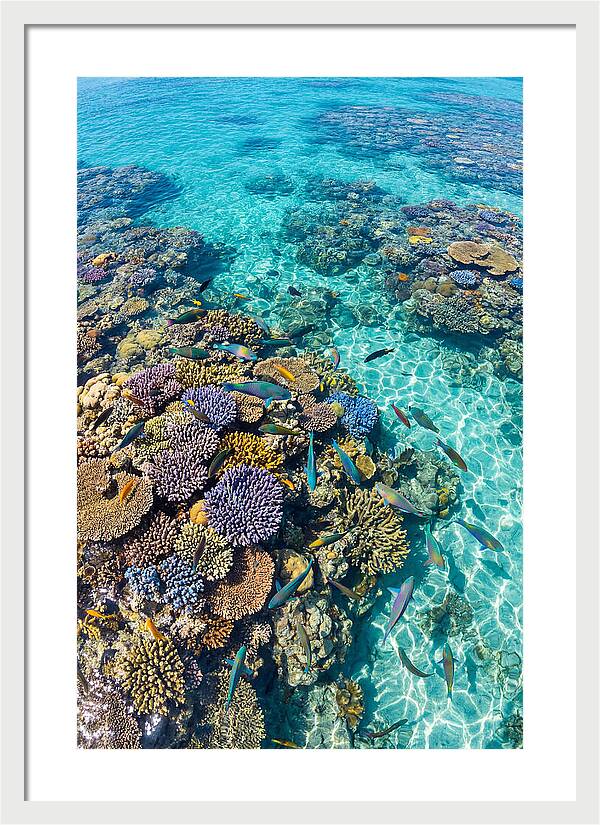 Coral Reef Underwater Paradise