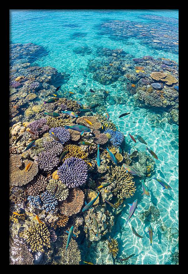 Coral Reef Underwater Paradise
