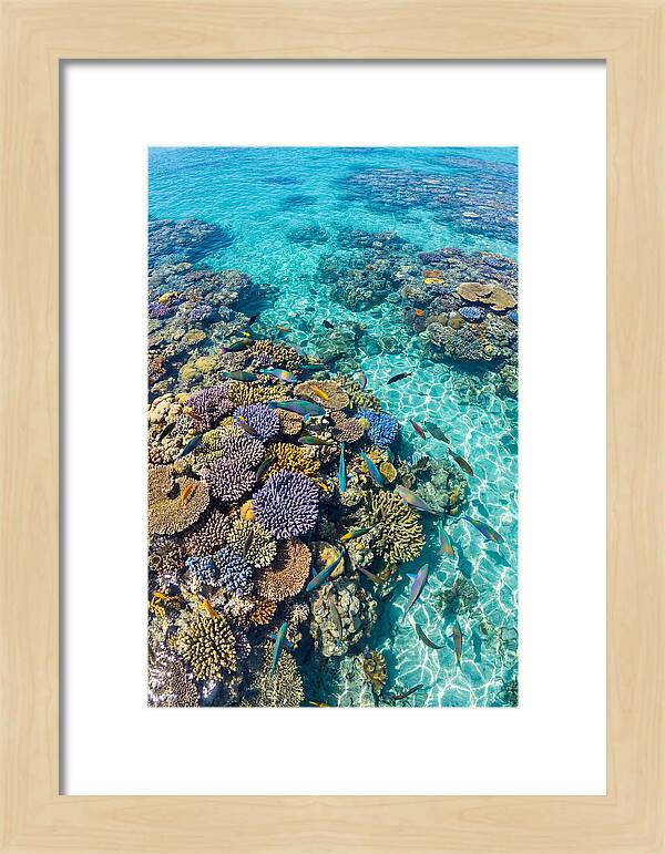 Coral Reef Underwater Paradise