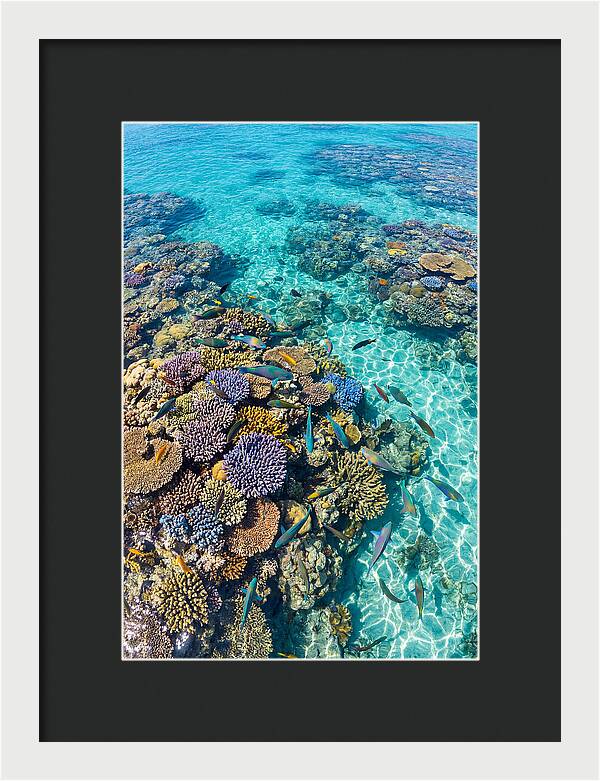 Coral Reef Underwater Paradise