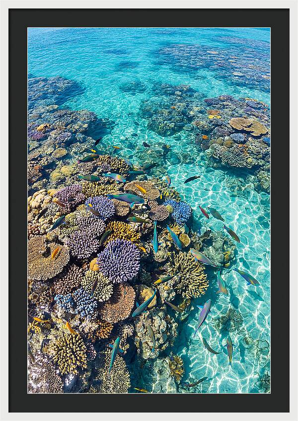 Coral Reef Underwater Paradise