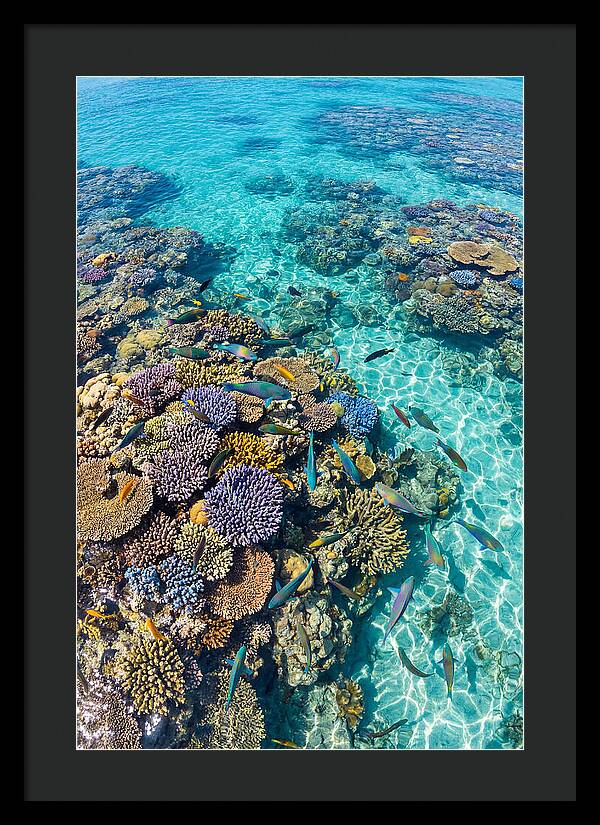 Coral Reef Underwater Paradise