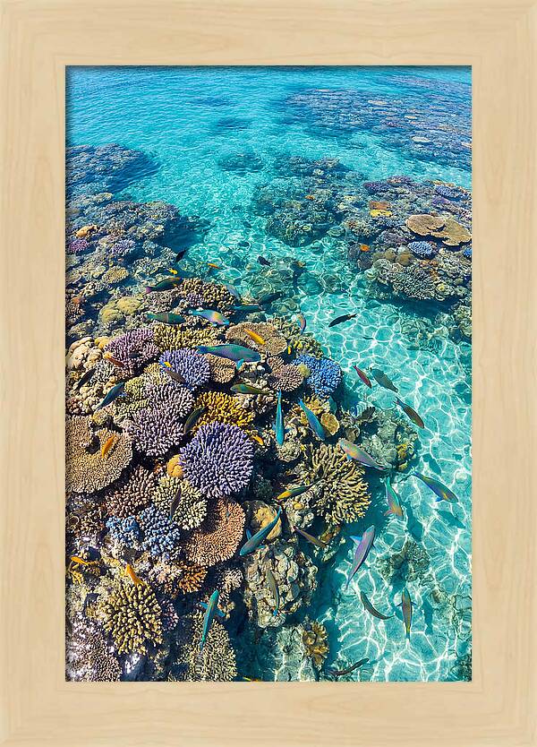 Coral Reef Underwater Paradise