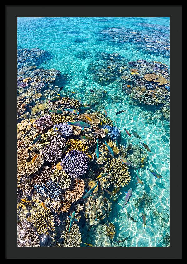 Coral Reef Underwater Paradise