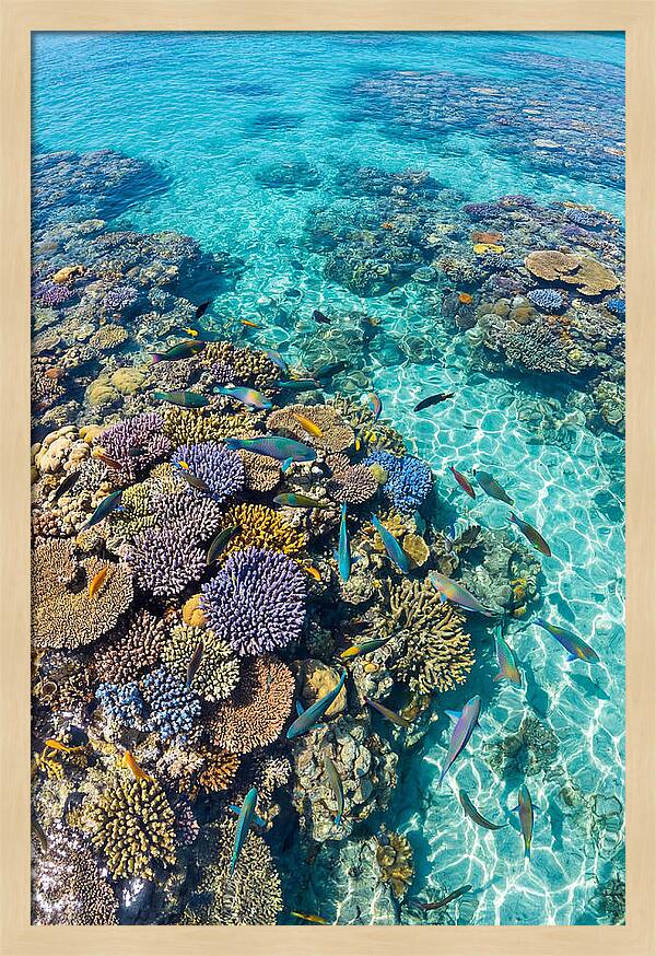 Coral Reef Underwater Paradise