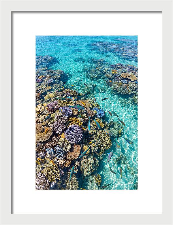 Coral Reef Underwater Paradise