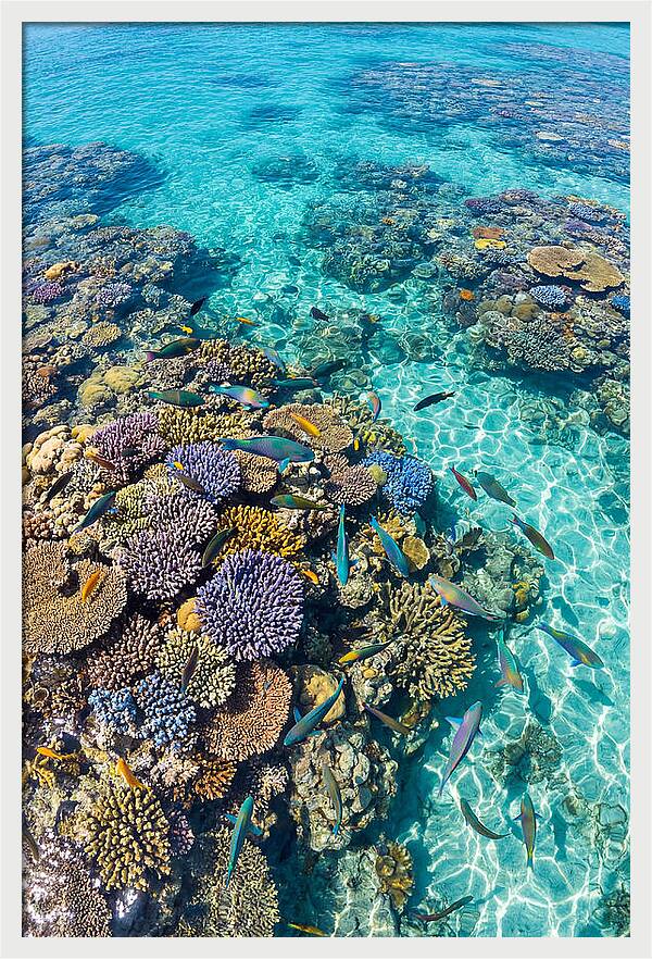 Coral Reef Underwater Paradise