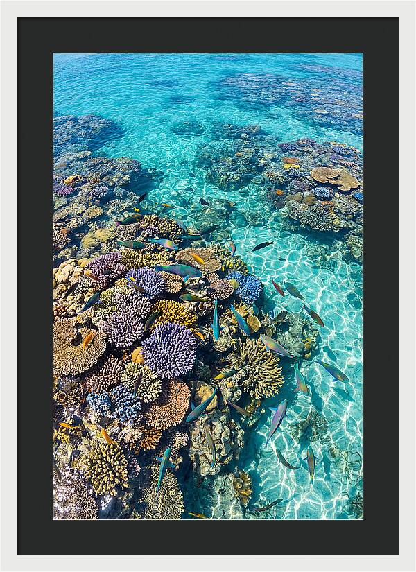Coral Reef Underwater Paradise