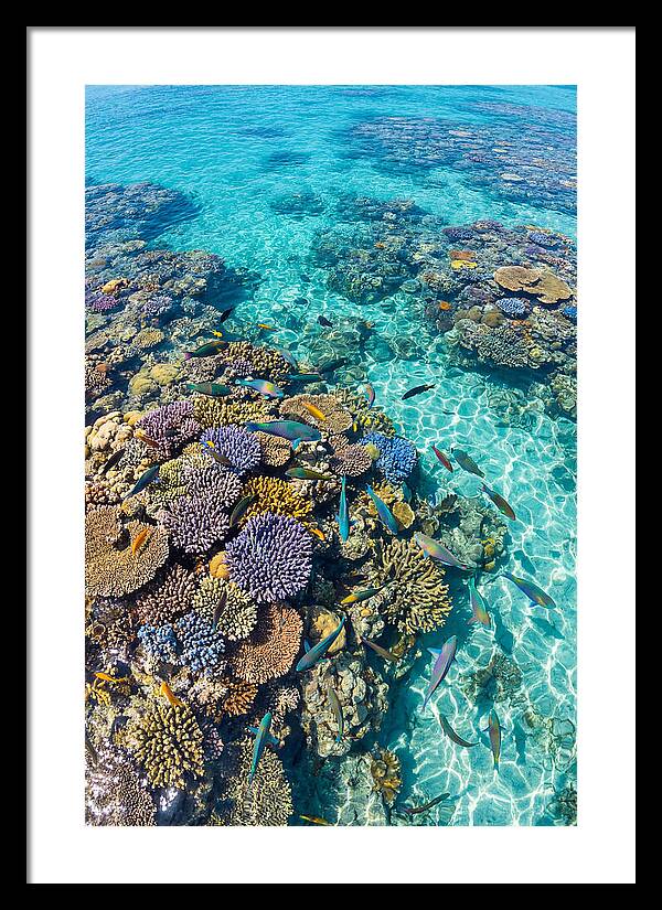 Coral Reef Underwater Paradise