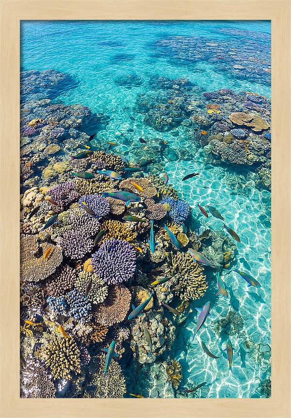 Coral Reef Underwater Paradise