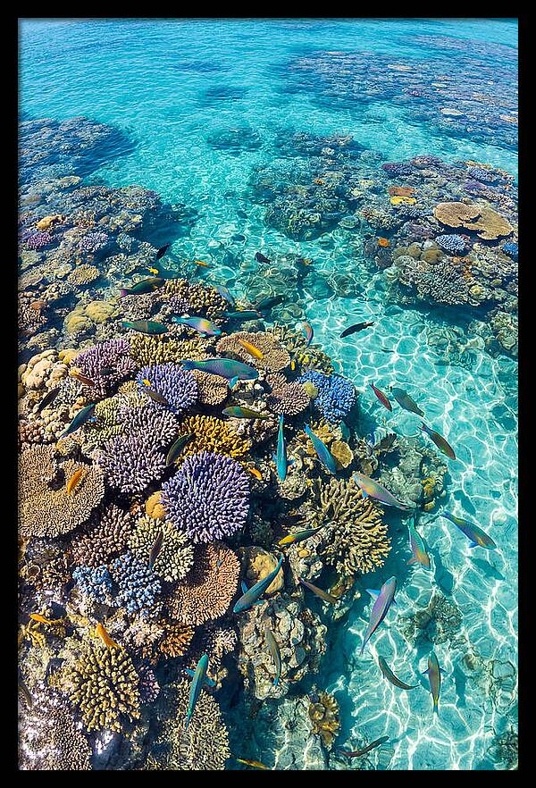 Coral Reef Underwater Paradise
