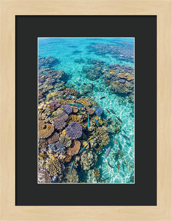 Coral Reef Underwater Paradise