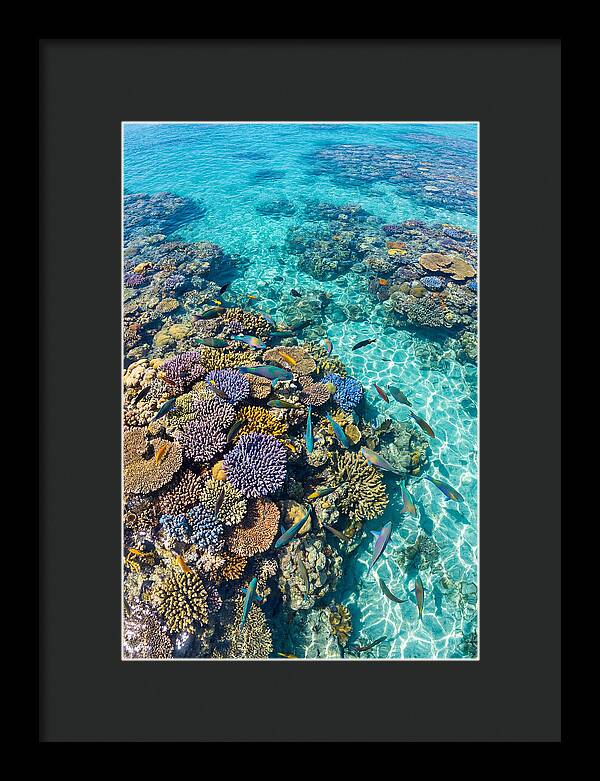 Coral Reef Underwater Paradise