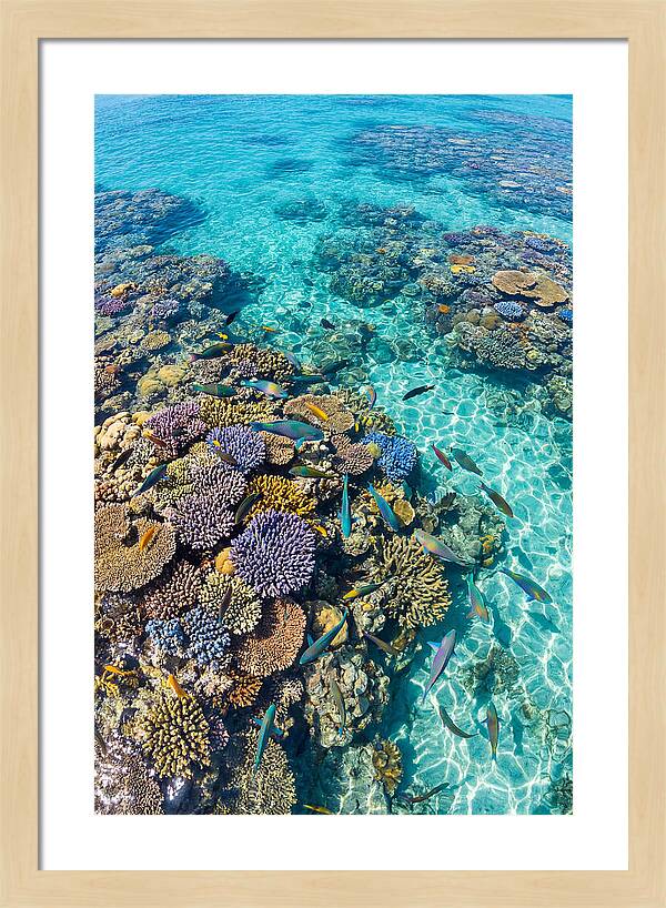 Coral Reef Underwater Paradise