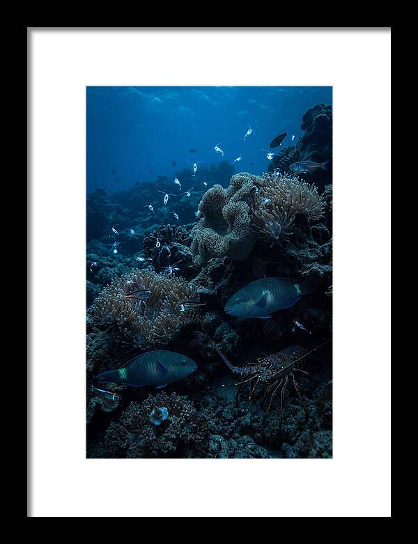 Coral Reef Underwater Serenity