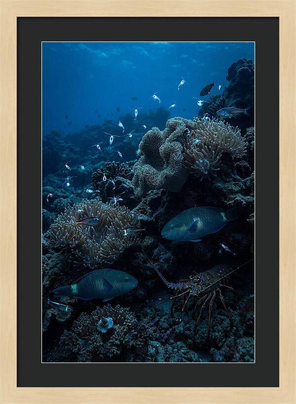 Coral Reef Underwater Serenity