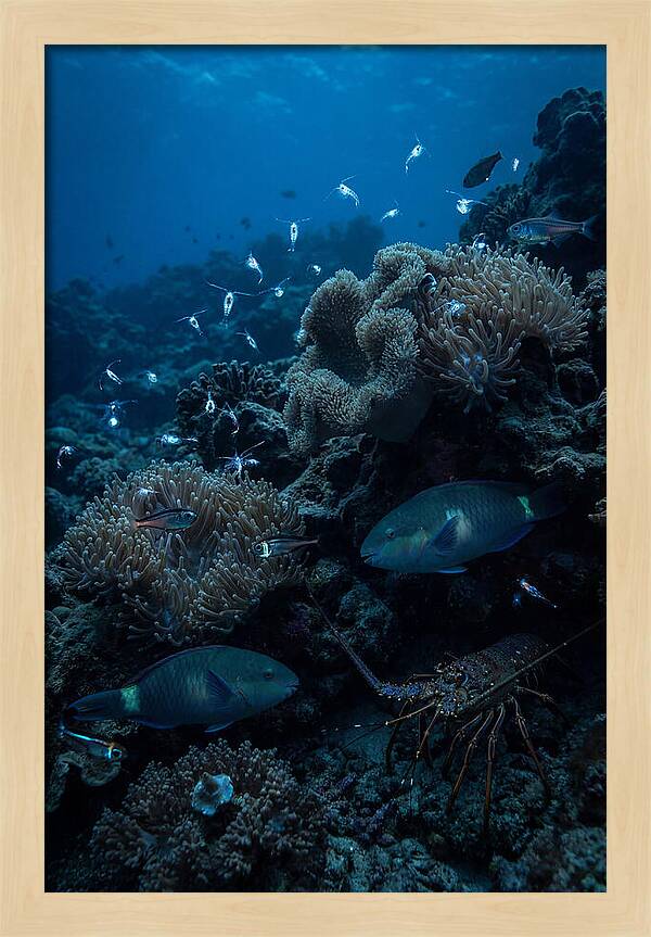 Coral Reef Underwater Serenity