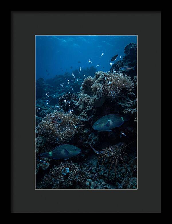 Coral Reef Underwater Serenity