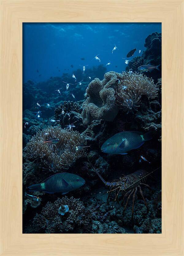 Coral Reef Underwater Serenity