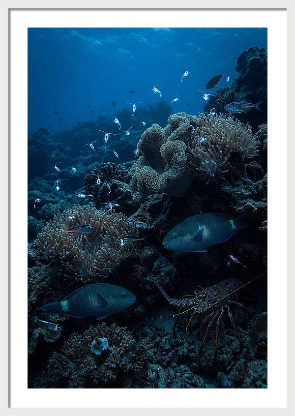 Coral Reef Underwater Serenity
