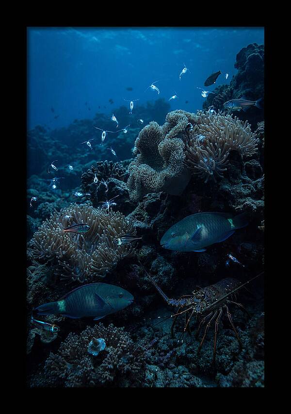 Coral Reef Underwater Serenity