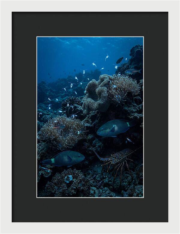 Coral Reef Underwater Serenity