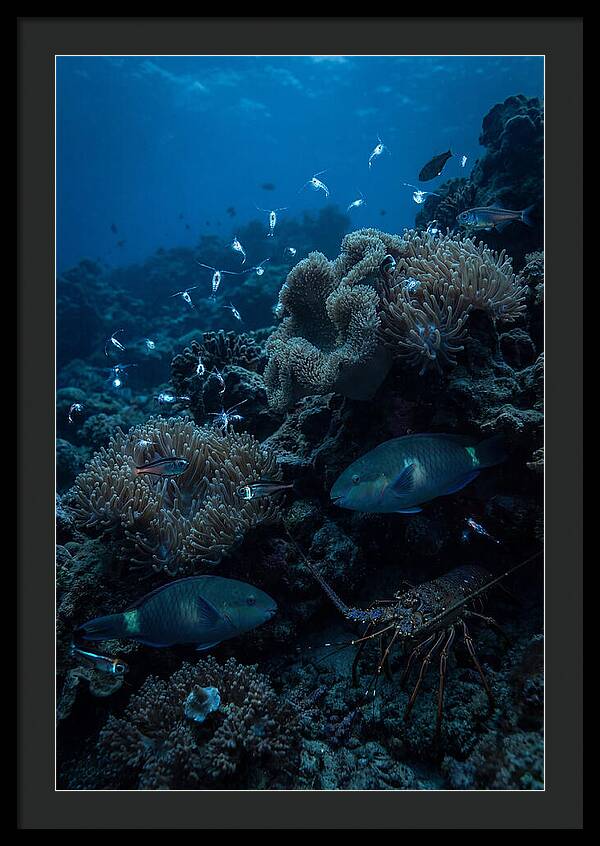 Coral Reef Underwater Serenity