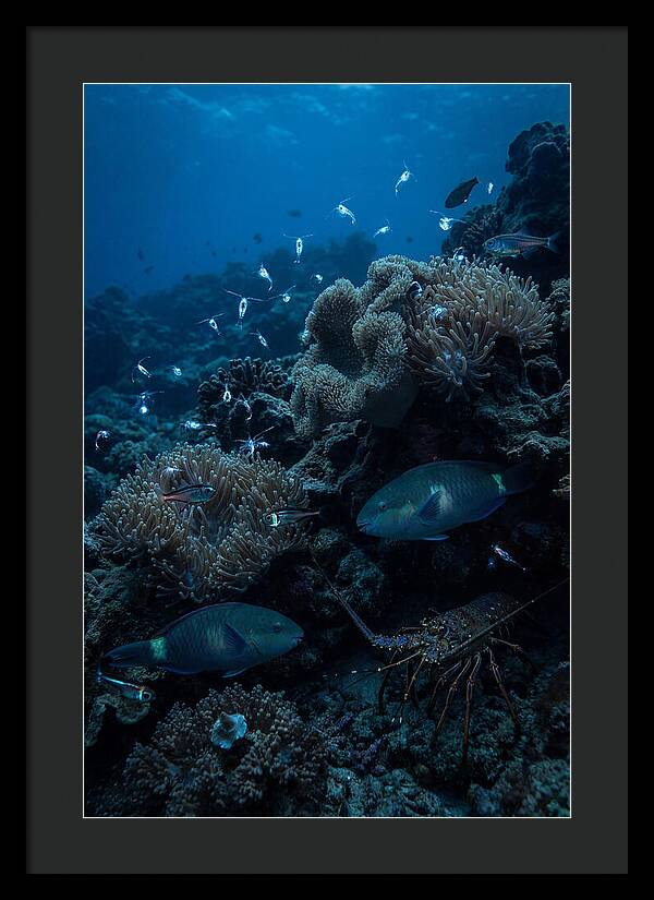 Coral Reef Underwater Serenity