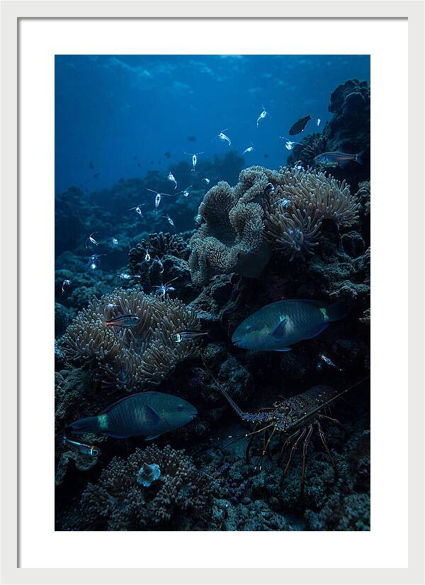 Coral Reef Underwater Serenity