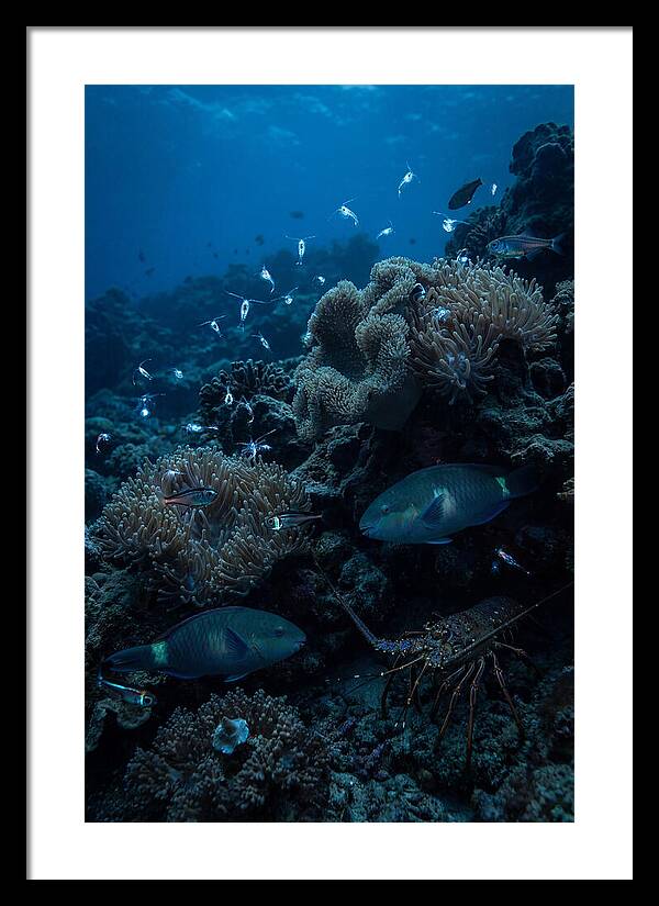 Coral Reef Underwater Serenity