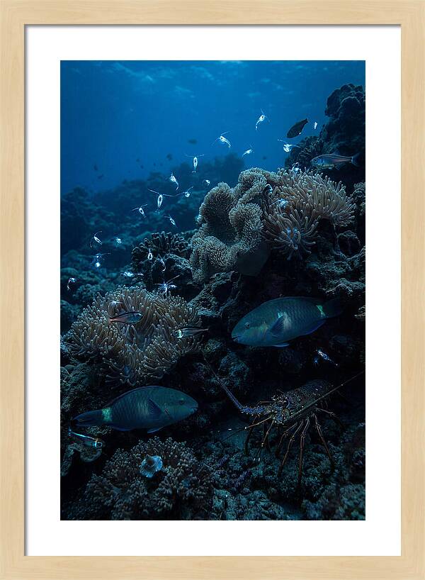 Coral Reef Underwater Serenity