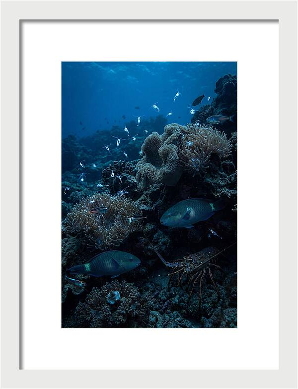 Coral Reef Underwater Serenity