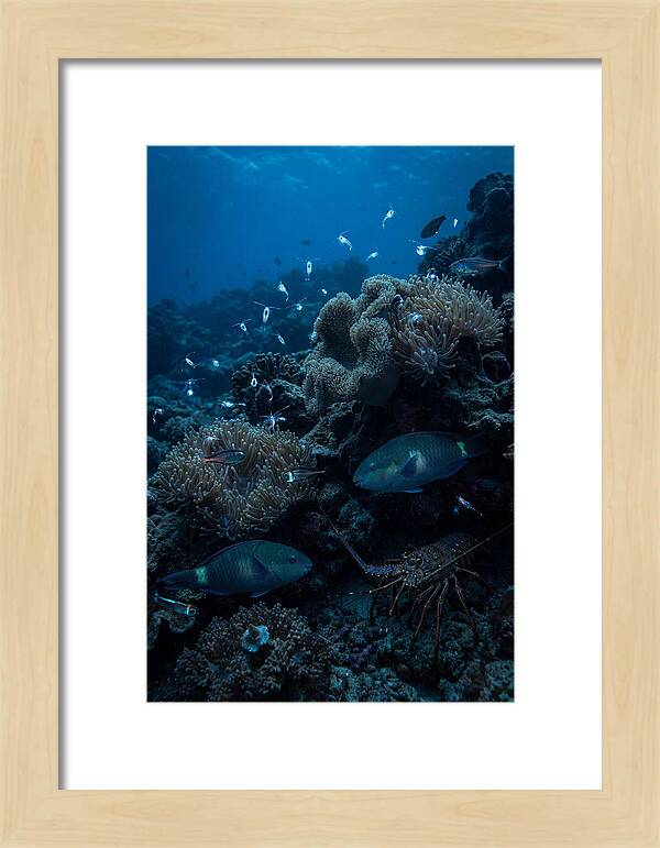 Coral Reef Underwater Serenity