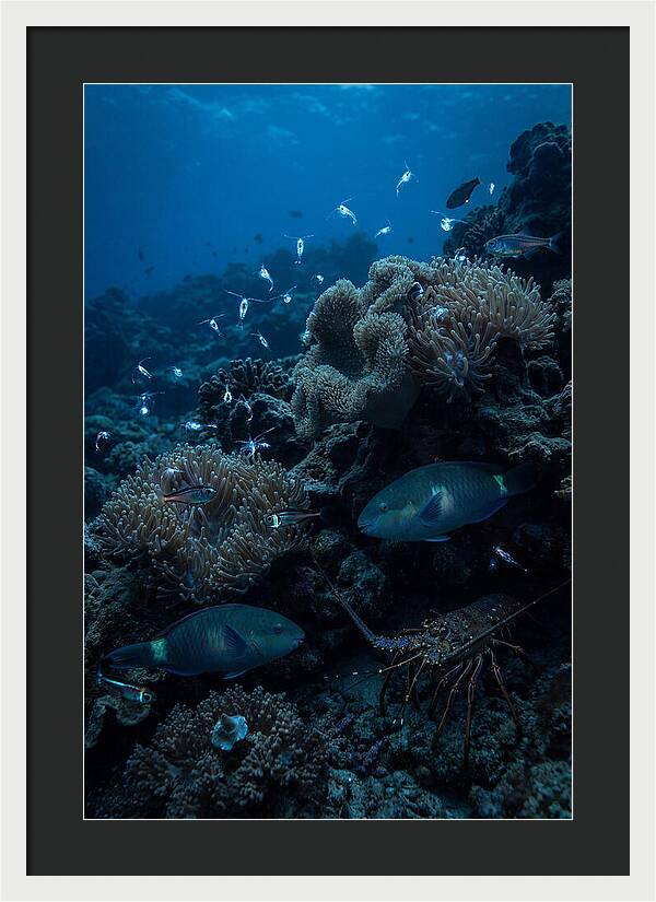 Coral Reef Underwater Serenity