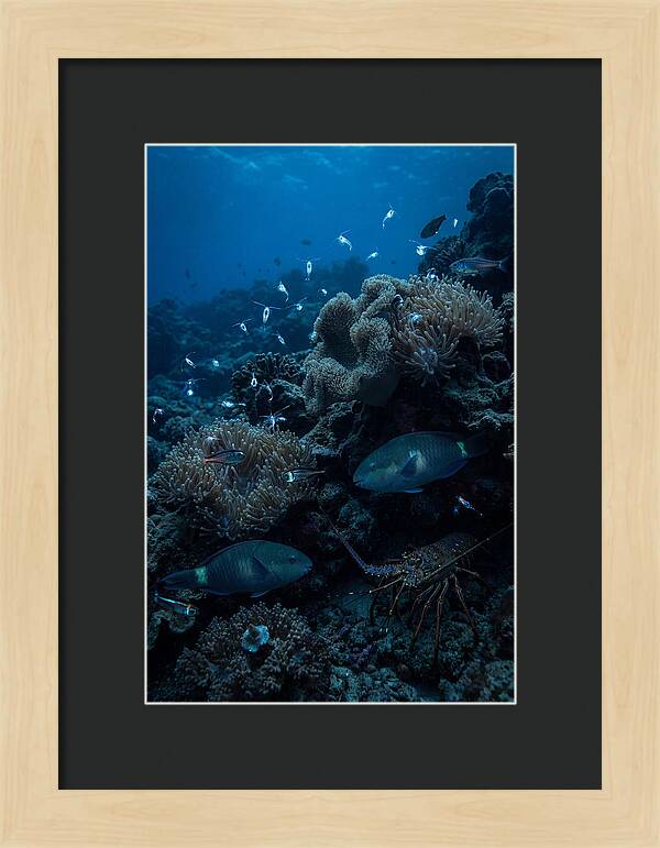 Coral Reef Underwater Serenity