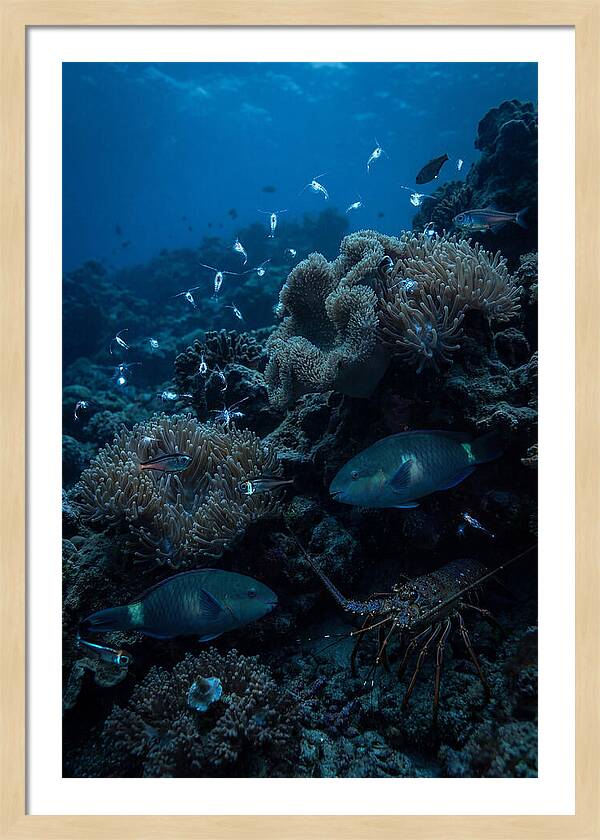 Coral Reef Underwater Serenity