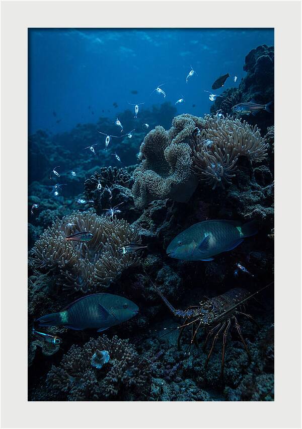 Coral Reef Underwater Serenity