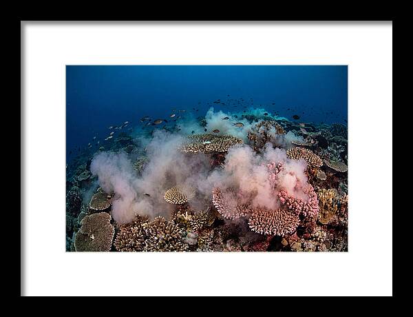 Coral Spawning Spectacle