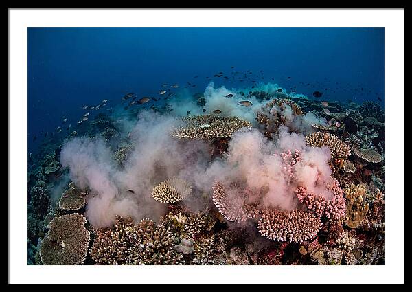 Coral Spawning Spectacle