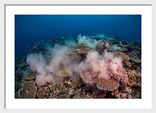 Coral Spawning Spectacle