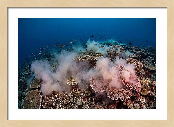 Coral Spawning Spectacle