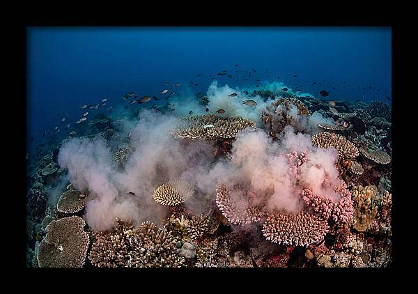 Coral Spawning Spectacle