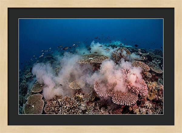 Coral Spawning Spectacle