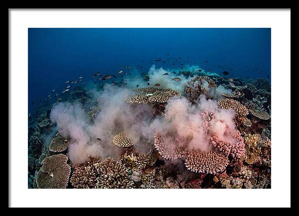 Coral Spawning Spectacle