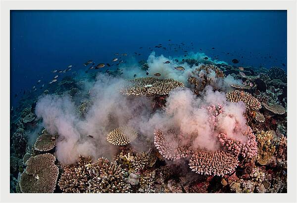 Coral Spawning Spectacle