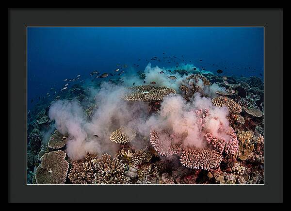 Coral Spawning Spectacle