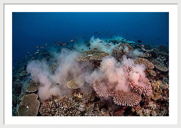 Coral Spawning Spectacle
